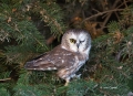 Northern-Saw-whet-Owl;Owl;Aegolius-acadicus;Northern-Saw-whet-Owl;Owl;Birds-of-P